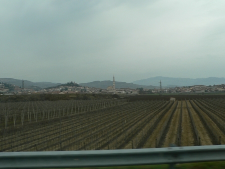 Vignes